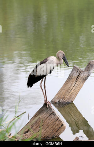 Egret or Pelicans standing on Timber of public park and Seeking the foods. Stock Photo