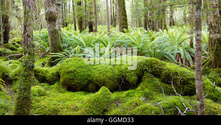 Ferns in the rainforest of Fjordland, at Lake Manapouri, Hope Arm, South Island, New Zealand Stock Photo