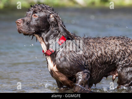 cocker spaniel dog enjoying swim in stream in the sunshine Stock Photo