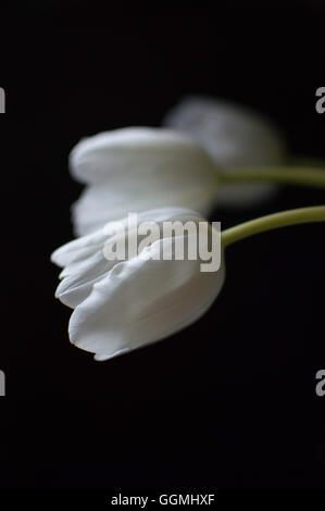 Tulip Trio - 3 White Tulips on a black background Stock Photo