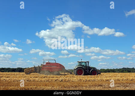 Chessington, Surrey, UK. 6th August 2016. Making hay while the sun shines at Chessington, Surrey, England. A warm day with blue skies make perfect conditions for harvesting the wheat and bailing up the hay. Credit:  Julia Gavin UK/Alamy Live News Stock Photo