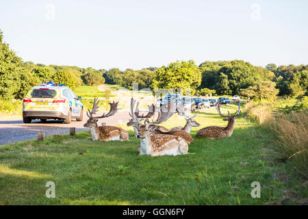 Richmond Park/London, UK, 6th Aug, 2015. Deer in Richmond park calm in the afternoon sun despite heavy traffic congestion, UK. Credit:  Toby Walker/Alamy Live News. Stock Photo