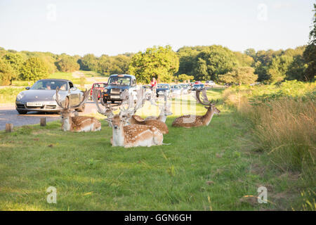 Richmond Park/London, UK, 6th Aug, 2015. Deer in Richmond park calm in the afternoon sun despite heavy traffic congestion, UK. Credit:  Toby James/Alamy Live News. Stock Photo