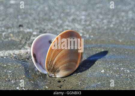 Empty shell on sand Stock Photo