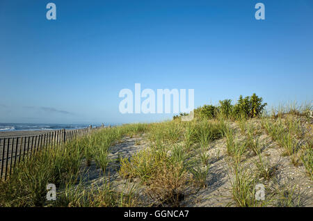 Fragile sand dunes along the New Jersey shoreline in late summer. Stock Photo