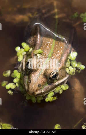 Northern Pool Frog (Pelophylax lessonae). Stock Photo