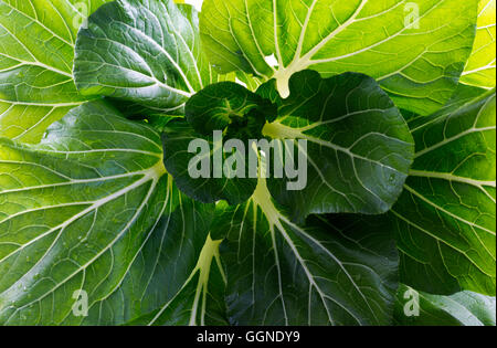Bok choy or pak choi (Brassica chinensis) is a type of Chinese cabbage with smooth, dark green leaf blades forming a cluster Stock Photo