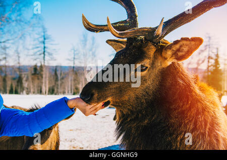 Woman feeding deer from hand in winter Stock Photo