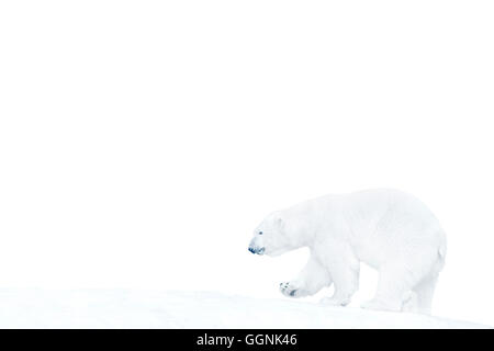 Polar bear walking on ice Stock Photo
