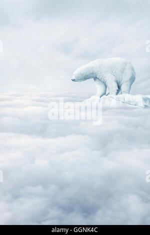 Polar bear floating on ice floe in clouds Stock Photo