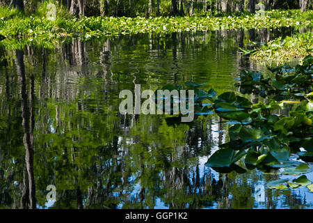 The OKEFENOKEE SWAMP National Wildlife Refuge can be explored by boat on the SUWANNEE RIVER and its offshoots - FLORIDA Stock Photo