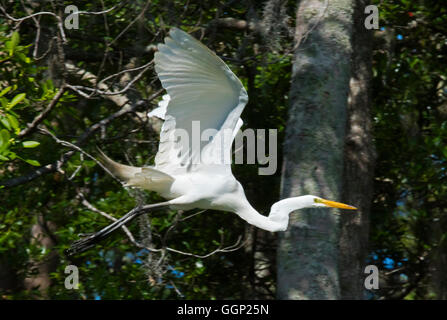 GREAT EGRET in the OKEFENOKEE SWAMP National Wildlife Refuge - FLORIDA Stock Photo