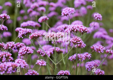 Verbena bonariensis. Argentinian vervain. Stock Photo