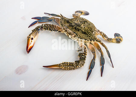 Fresh blue crab isolated on white. Stock Photo