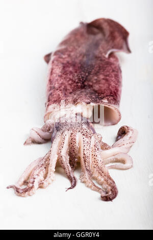 Fresh and clean squid isolated on white. Stock Photo