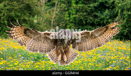 Eagle owl in flight over a meadow Stock Photo