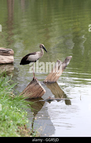 Egret or Pelicans standing on Timber of public park and Seeking the foods. Stock Photo