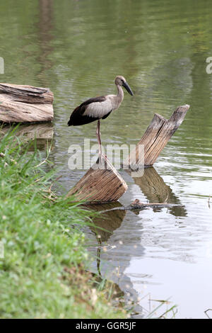 Egret or Pelicans standing on Timber of public park and Seeking the foods. Stock Photo