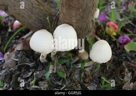 Poisonous mushrooms growing under the trees in the garden. Stock Photo