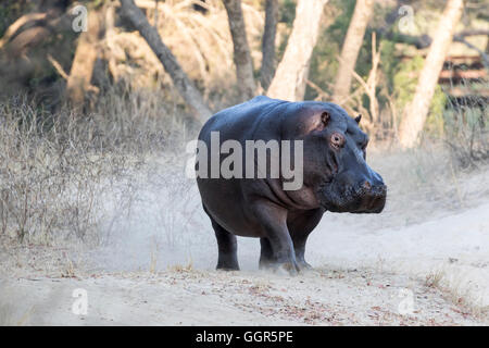 Hippo walking on trail beside the Sand River, Exeter Private Game Reserve, Sabi Sands, South Africa Stock Photo