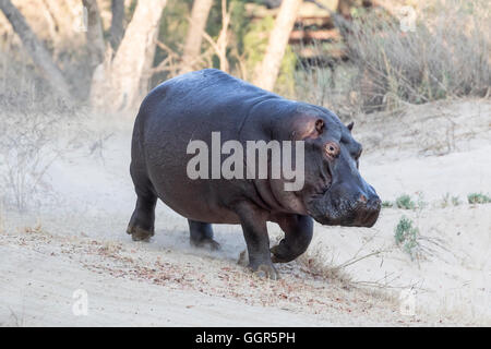 Hippo walking on trail beside the Sand River, Exeter Private Game Reserve, Sabi Sands, South Africa Stock Photo