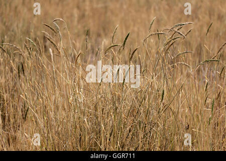 dry grass in agricultural areas for design outdoor nature. Stock Photo