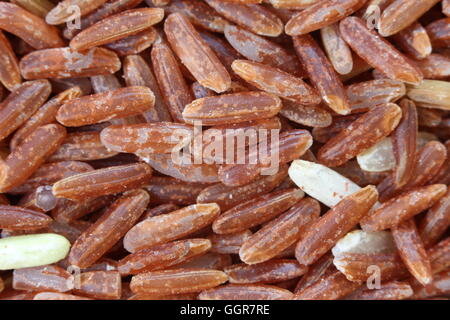 pile of organic brown rice for the nature food background,grain rice is insect weevil bite eat and get damaged. Stock Photo