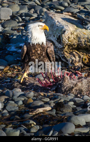 A bald eagle eats meat from the bones of a fresh kill Stock Photo