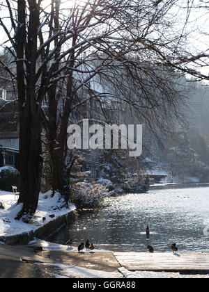 Bled Lake in winter sun with ducks Stock Photo