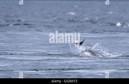 Bottlenose Dolphin (Tursiops truncatus) chasing salmon at Chanonry Point, Moray Firth, Scotland Stock Photo
