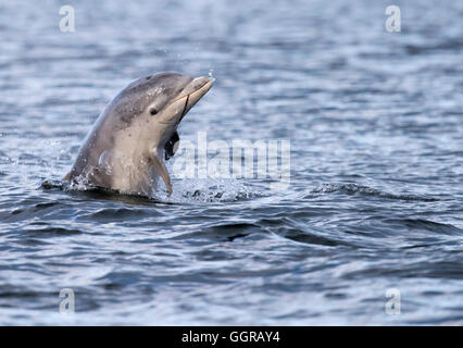 Young Bottlenose Dolphin (Tursiops truncatus) spy hopping at Chanonry Point, Moray Firth, Scotland