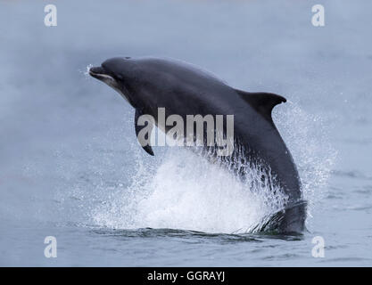 Bottlenose Dolphin (Tursiops truncatus) breaching at Chanonry Point, Moray Firth, Scotland Stock Photo