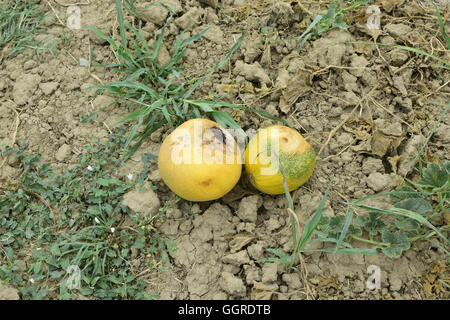 Ill rotten melon. Fighting melons diseases Stock Photo