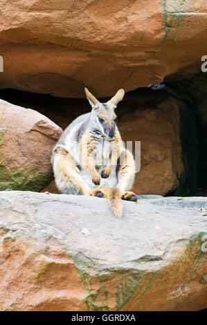 A yellow-footed rock-wallaby (Petrogale xanthopus), formerly known as the ring-tailed wallaby in The Australian Reptile Park Stock Photo