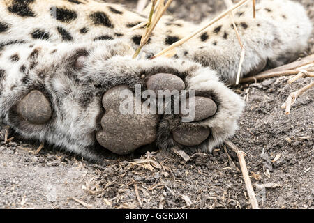 Closeup of paw of sleeping female leopard, Exeter Private Game Reserve, Sabi Sands, South Africa Stock Photo