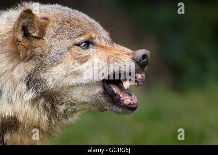 Snarling Grey wolf Stock Photo