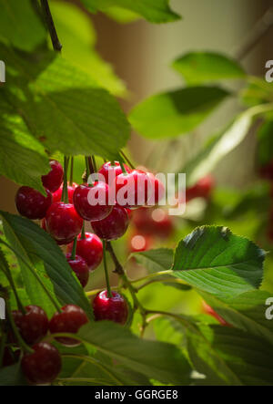 sour cherries on the tree Stock Photo
