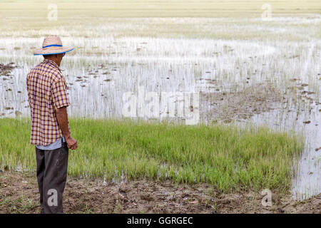 Elderly Thai rice farmer in rice field Stock Photo