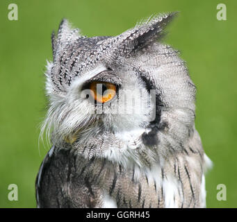 Southern White Faced Scops Owl (Male) Stock Photo