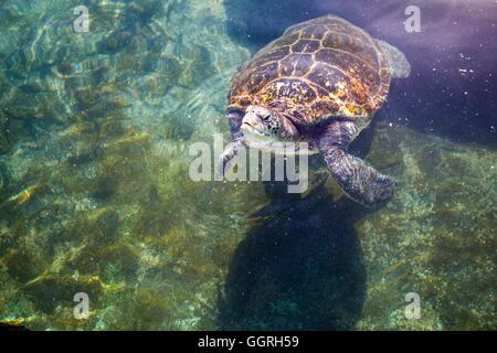 Green sea turtle (Chelonia mydas) swimming. Green sea turtles are found in warm tropical waters. They are herbivorous, eating algae and sea grasses, and can grow up to 1.5 metres in length. During the breeding season, these turtles will migrate thousands Stock Photo