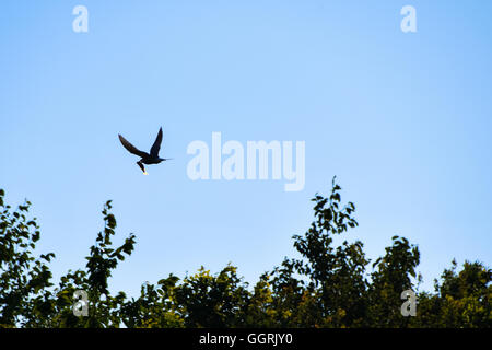 Silhouette of Common Tern in flight with a fish in its beak Stock Photo