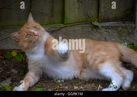 Domestic cat focused on hitting away string Stock Photo