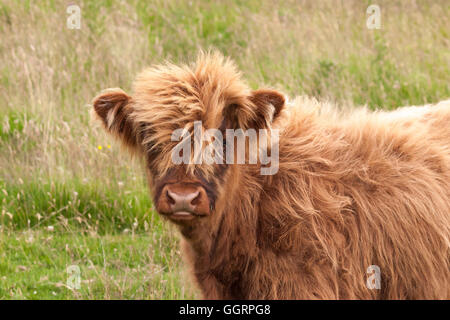 highland cow calf Stock Photo