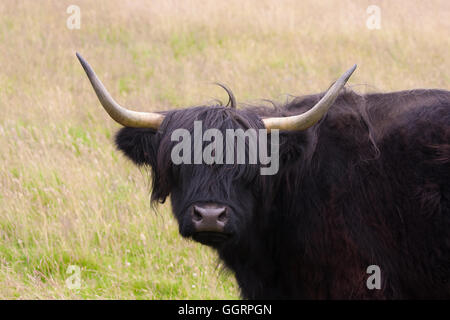 black highland cow Stock Photo