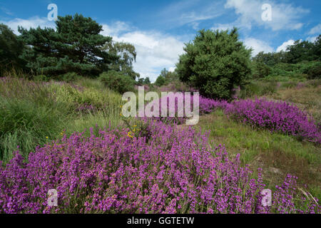Colorful (colourful) heather-covered hilly landscape scene in Surrey, England Stock Photo