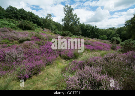 Colorful (colourful) heather-covered hilly landscape scene in Hambledon Common, Surrey, England, UK Stock Photo