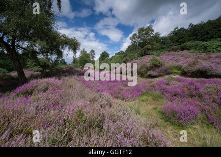 Colorful (colourful) heather-covered hilly landscape scene in Hambledon Common, Surrey, England, UK Stock Photo
