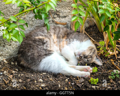 Domestic tabby cat sleeping in garden - France. Stock Photo