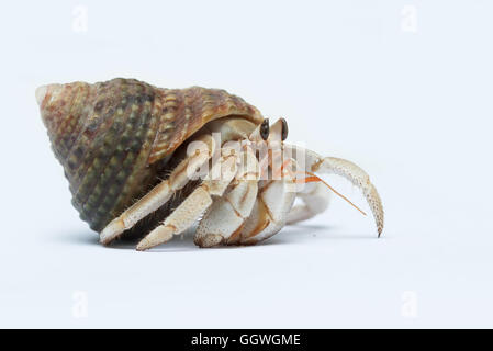 Hermit Crab on white background Stock Photo