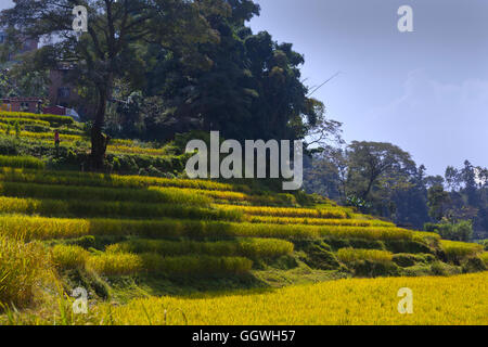 Rice terraces outside THOKA VILLAGE near KATHMANDU, NEPAL Stock Photo